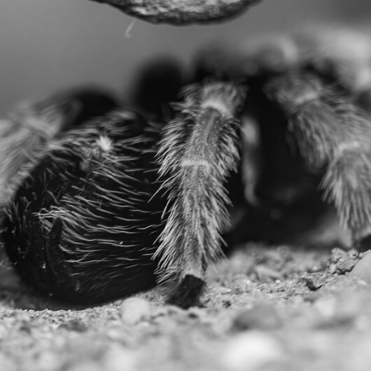 Mexican-Fireleg-Tarantula-2025-11-11